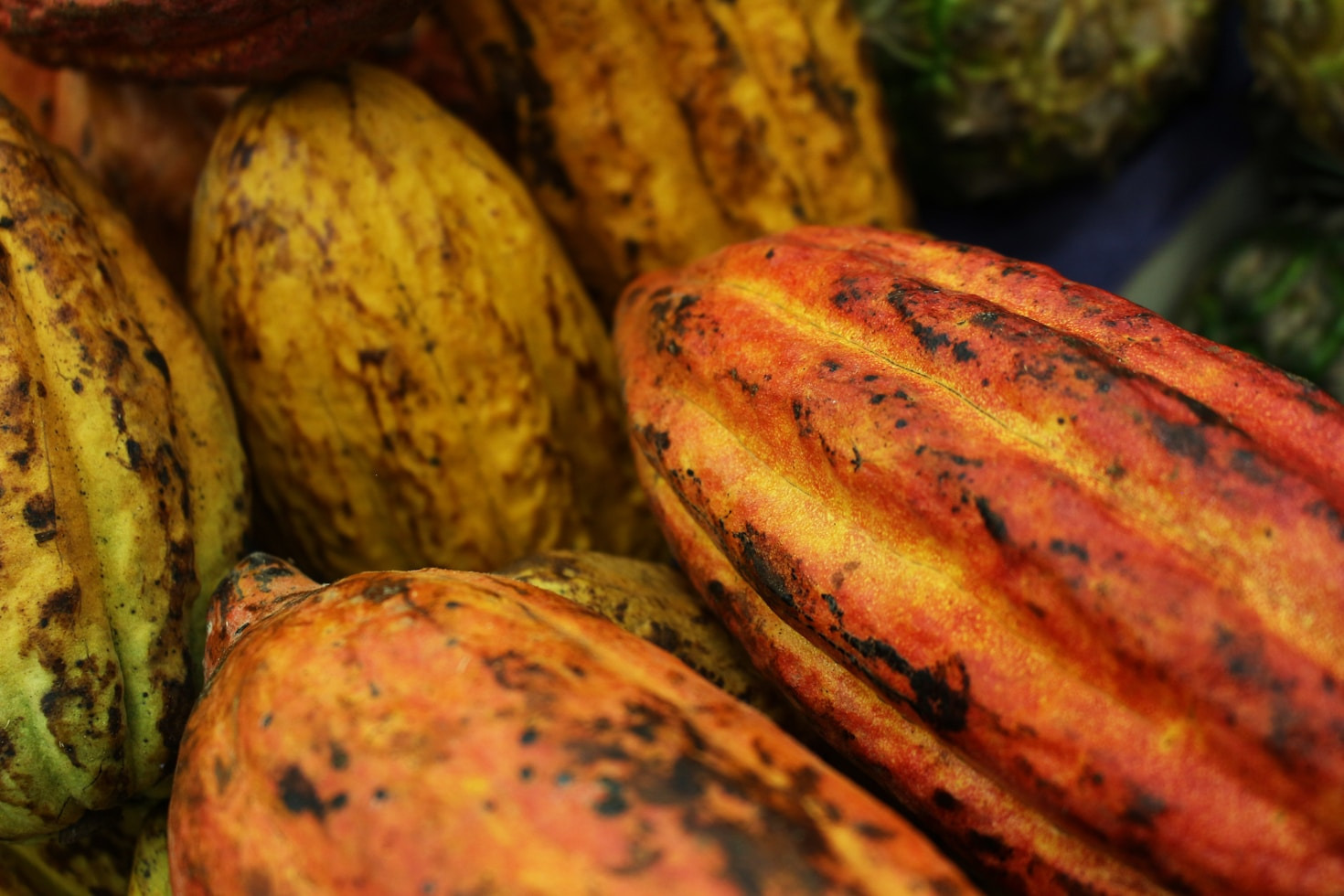 A força da cacauicultura em Rondônia e seu impacto