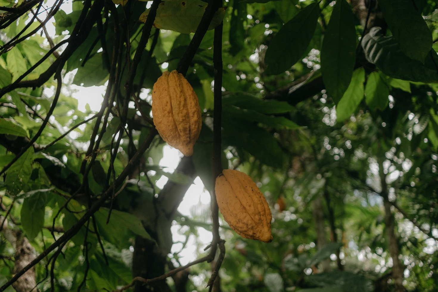 Benefícios da produção sustentável de cacau na Amazônia