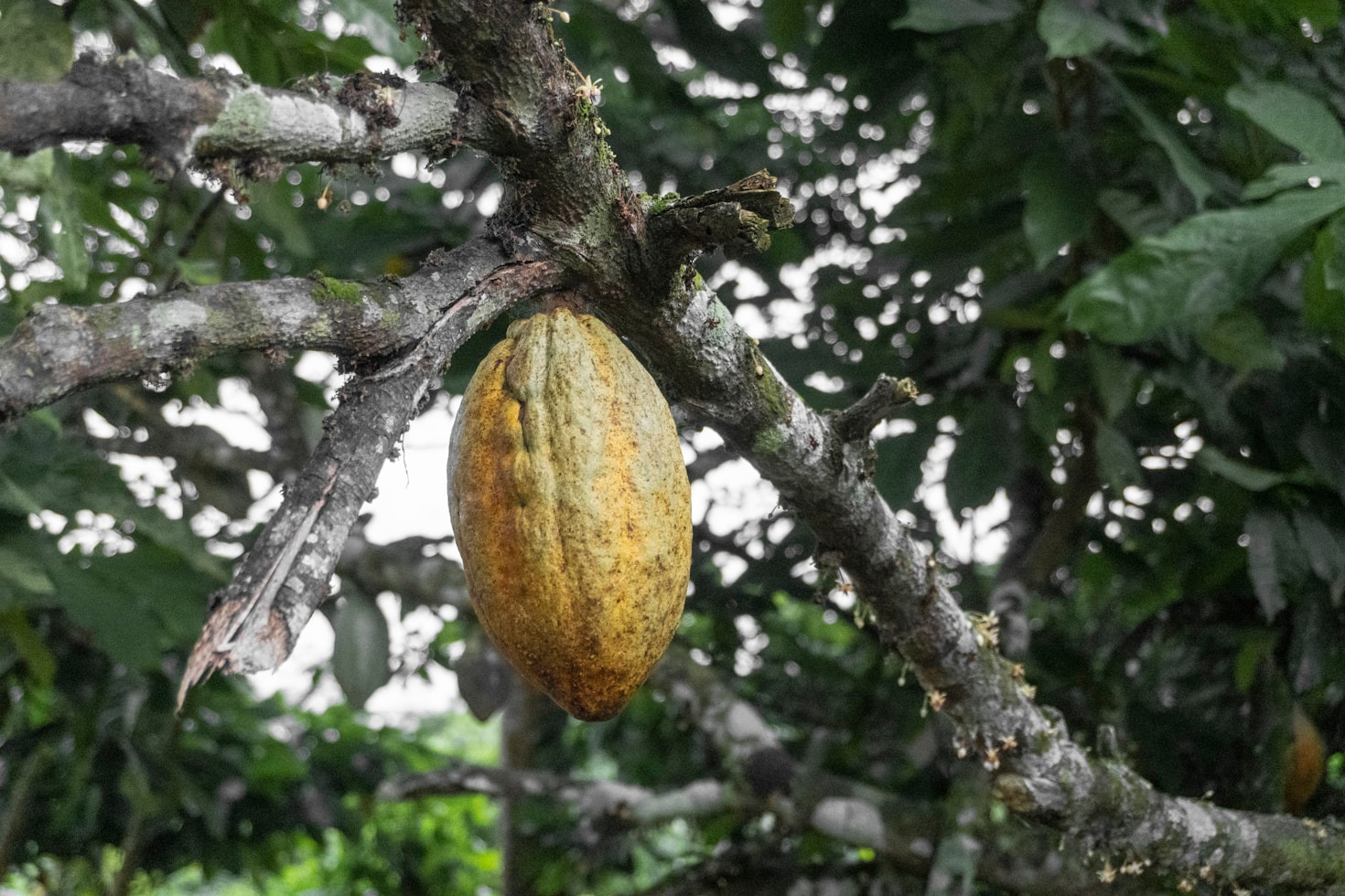 Cacau amazônico: uma joia da natureza em Rondônia